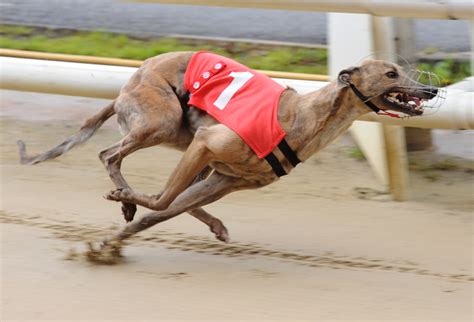 racing post greyhounds news|The Greyhound Star updated daily greyhound news.